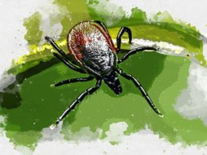 Увеличение числа укусов клещей в Орле