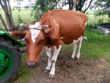 В Орловской области распланировали борьбу с ящуром