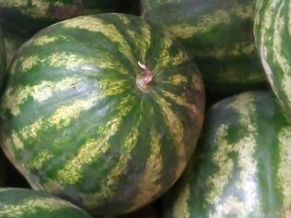 В Мценске на аукцион выставили места для торговли арбузами