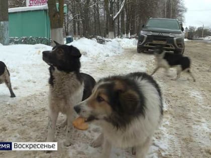 В 2022 году в Орловской области не зафиксировано случаев бешенства