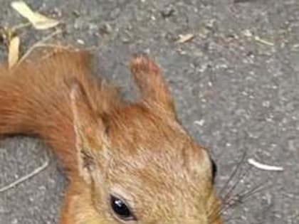 В Орле появилась белка-фотомодель
