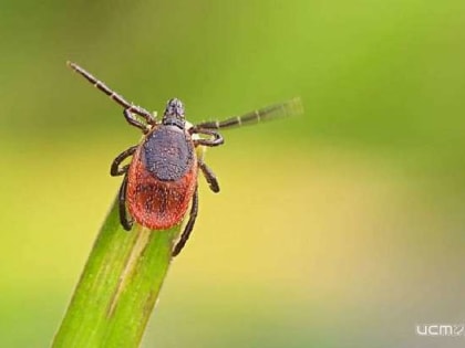 В Орловской области три человека подхватили от клещей болезнь Лайма