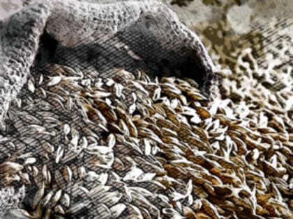 В орловских пшенице и рапсе нашли следы опасной повилики