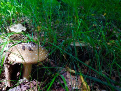 В Орловской области с начала года три человека отравились грибами