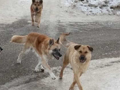 Жители Мценского района могут в электронной форме подать заявку на отлов бродячих животных
