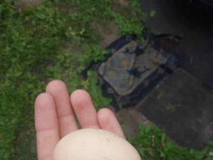 Град размером с куриное яйцо в Орловской области побил крыши, сайдинг и будущий урожай