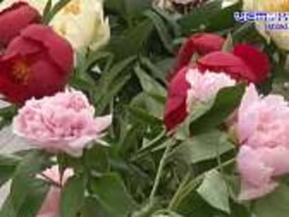 Большое количество коллекционных пионов и ирисов. В Орле прошёл фестиваль цветов "Стрелка"