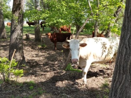 В Орловской области исчезли тысячи коров и быков