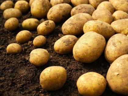 Клычков решил удивить белорусов орловской картошкой