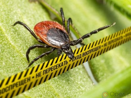 С начала 2024 года от укуса клещей пострадал 321 орловец