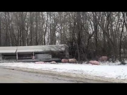 В Орловской области перевернулась фура с поросятами