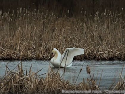 Орловцев попросили не подкармливать лебедей, которые не спешат в тёплые края