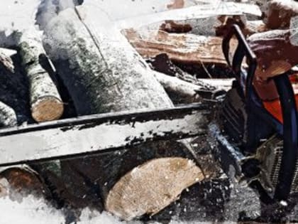 В Орловской области под санитарную вырубку попадет 25 га леса