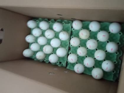 На орловской птицефабрике будут выращивать гусей из Венгрии