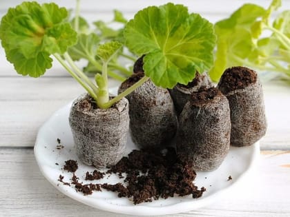 Торфяные таблетки: плюсы и минусы