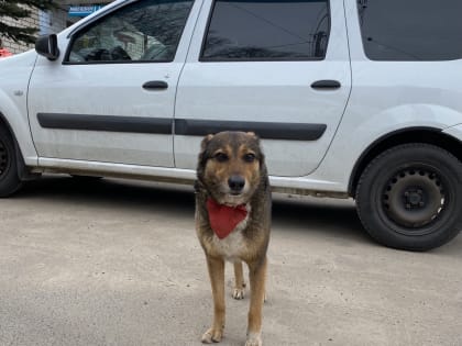 Под Мценском на 70 процентов снизят число укусов людей