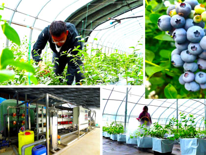 Ароматная черника