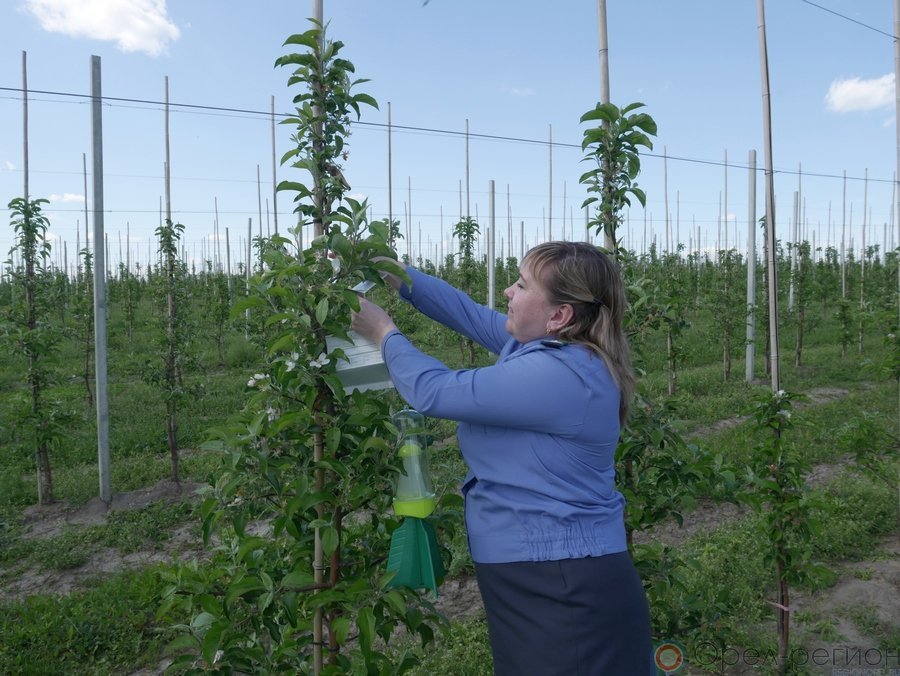 Сайт россельхознадзора по орловской и курской. Россельхознадзор Орловской области. Россельхознадзор Орел. Россельхознадзор Орел фото. Управление Россельхознадзора по Орловской и Курской областям.