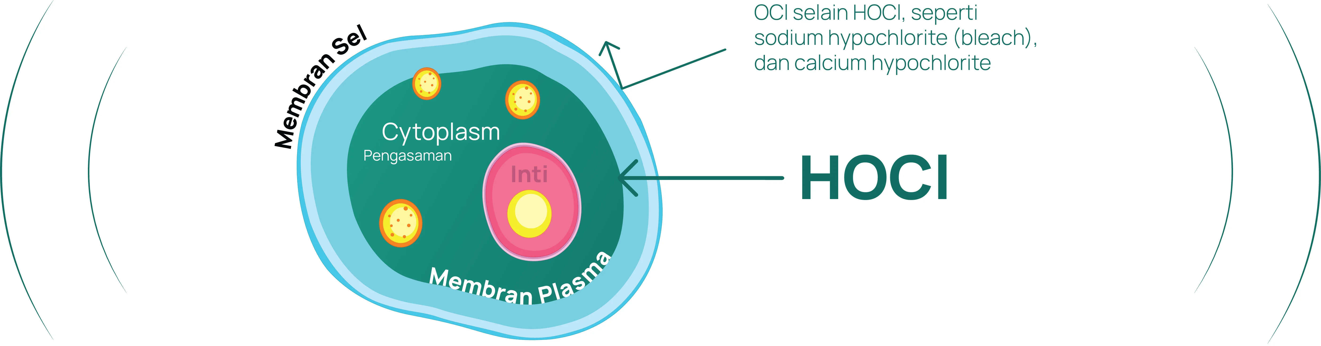 HOCL aman untuk bahan makanan