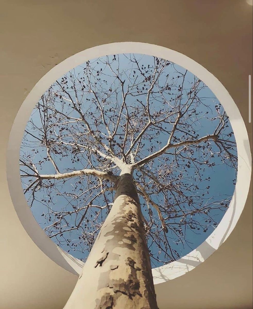 What is Biophilic Design? Borrowing from the Best