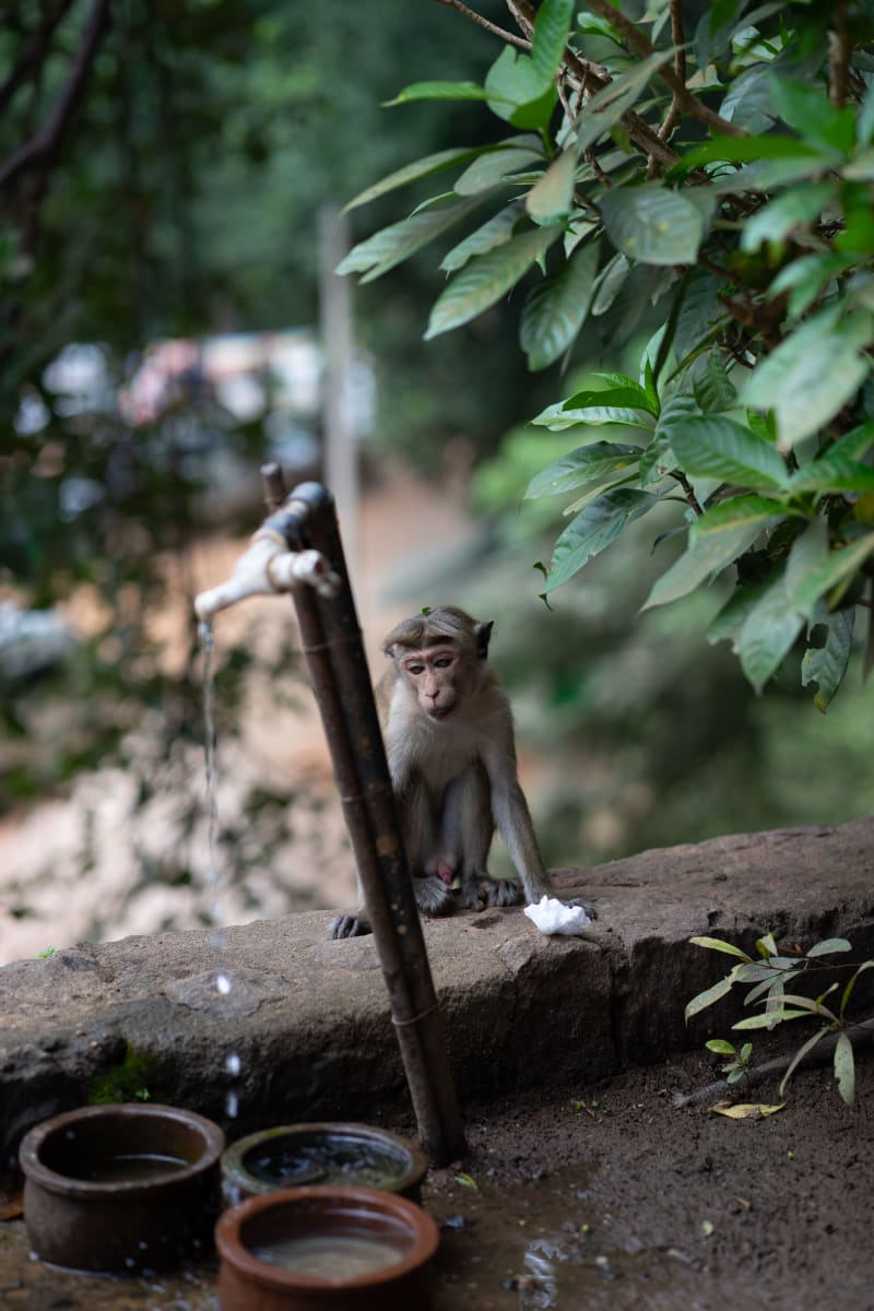 Sigirya monkey family