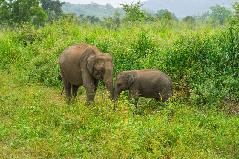 Mum and baby, Eco park