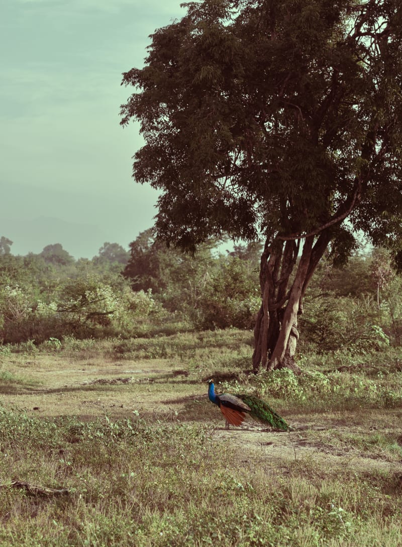Peacock at Udawalawa park