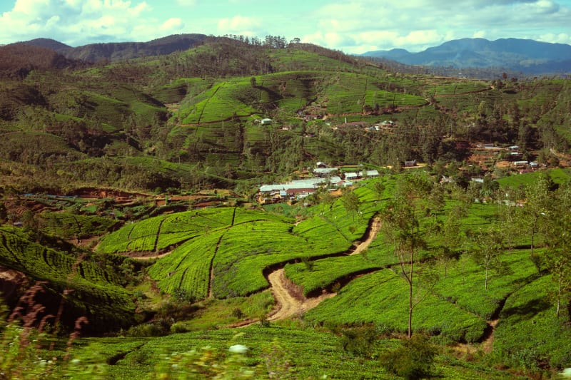 Tea plantation
