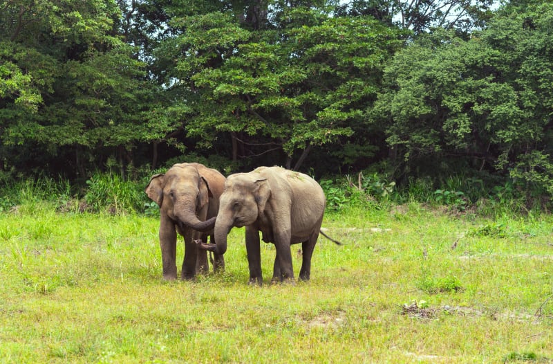 Elephants at Eco park