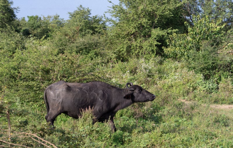 Water Buffalo, Udawalawa Park