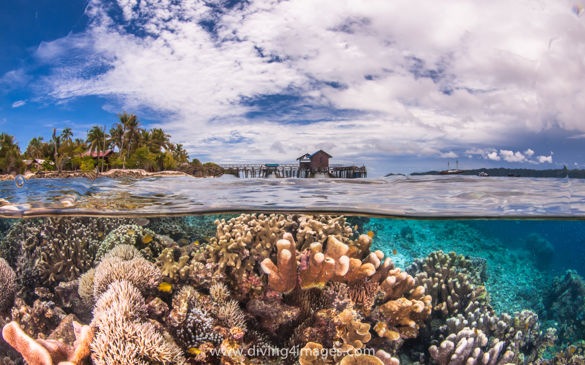 Komodo diving