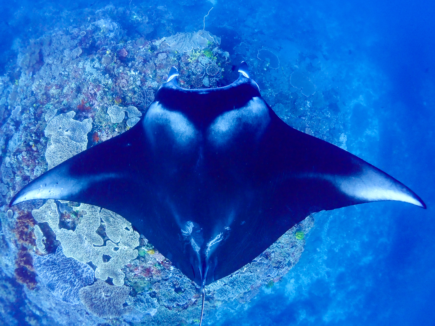 Oceanic Manta Rays