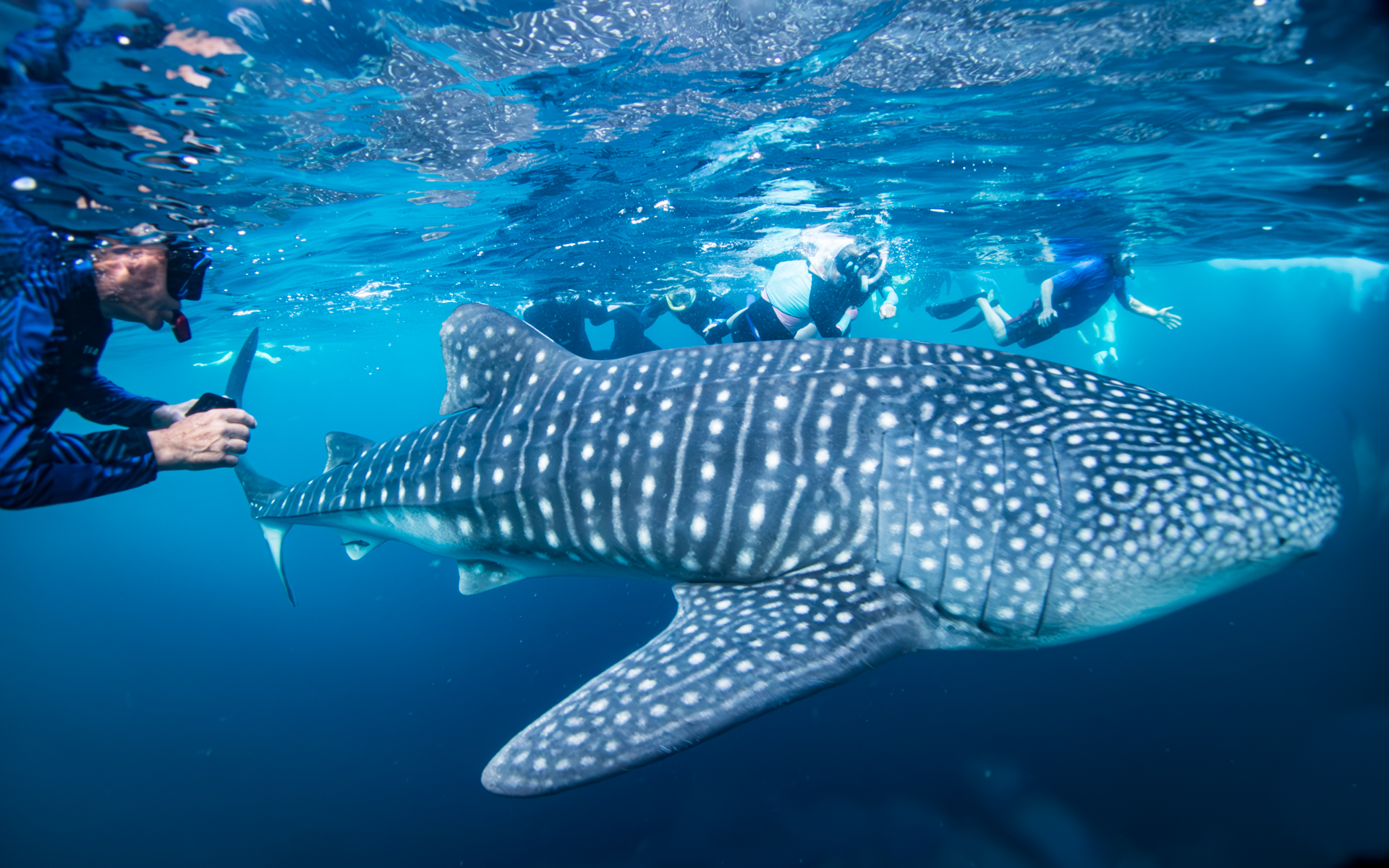Whale Sharks
