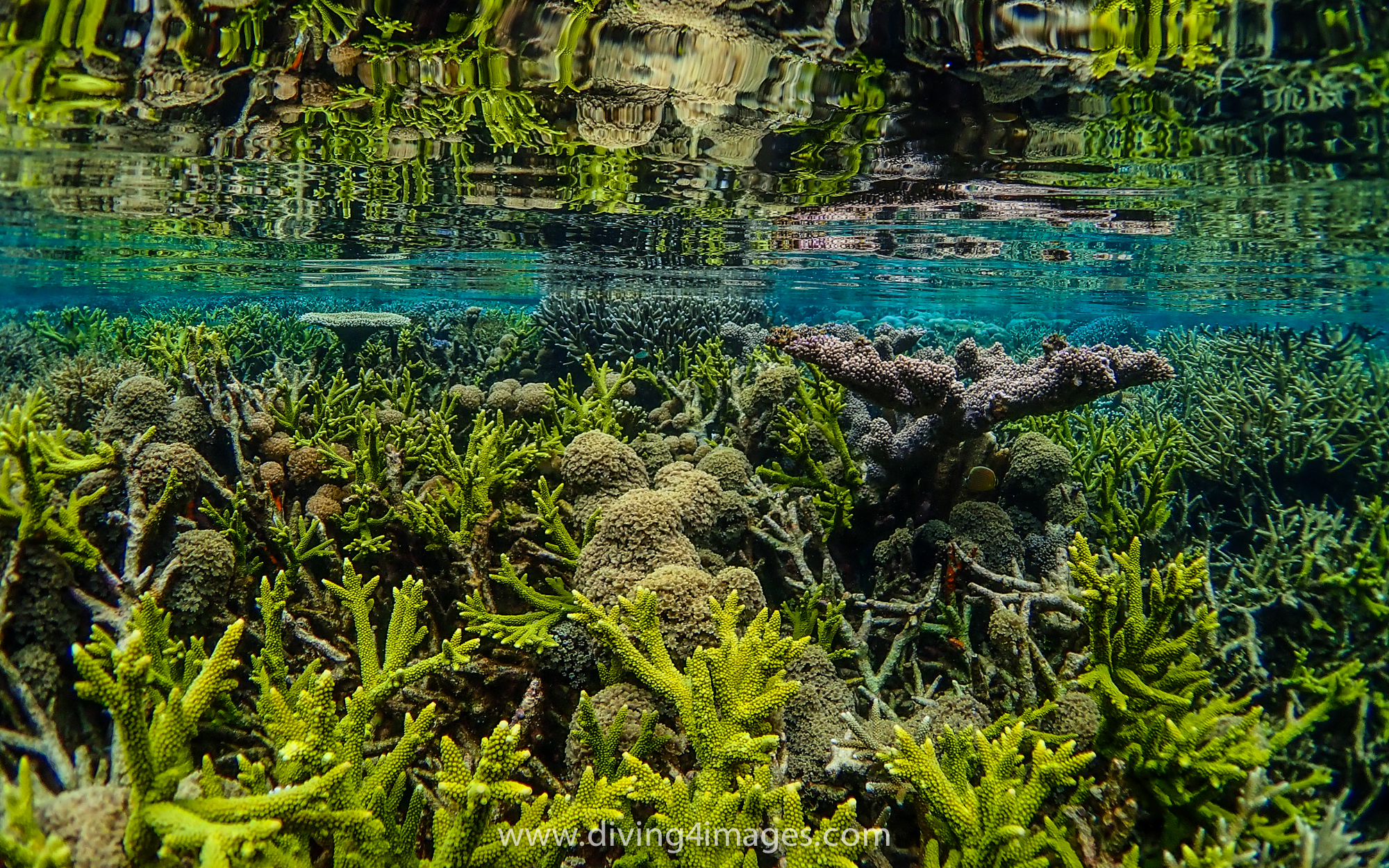 Vibrant Coral Reefs
