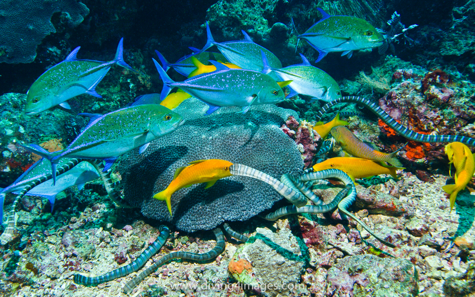 Marine Biodiversity