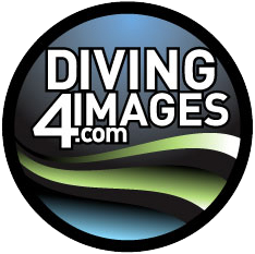 Diving4Images Logo