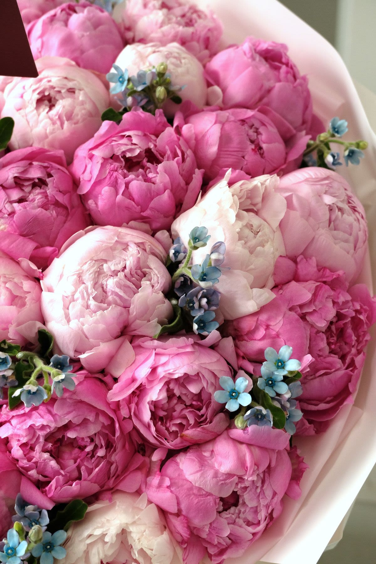 30 Peonies! - Thumbnail 2 - fresh