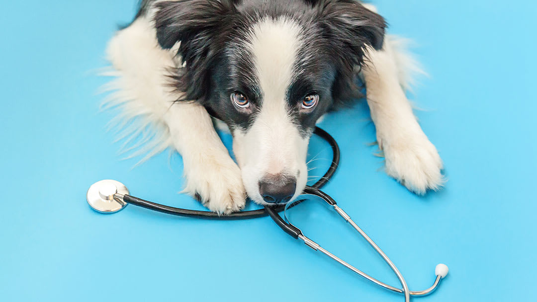 企業化・事業承継(M&A)が進む動物病院業界〜個人経営の強みと今後の課題とは〜