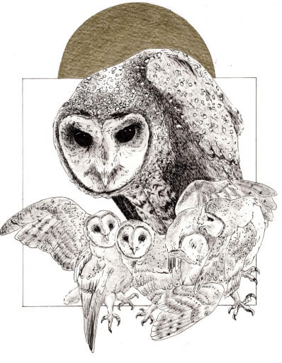An illustration of a large, hunched barn owl in black pen. Below the owl are four smaller owls arranged in a line with wings sticking out at different angles. At the top of the image is a semi-circle of gold.