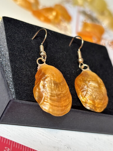 Dangle earrings with a bright orawnge jingle clam shell attached to a gold colored earring base. Displayed on a small, black jewelry box.