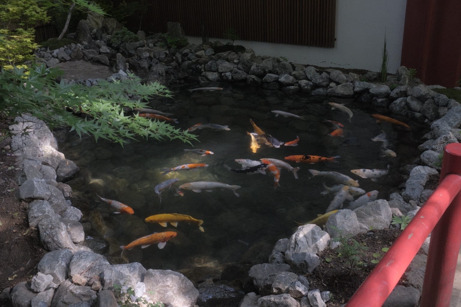 池の様子