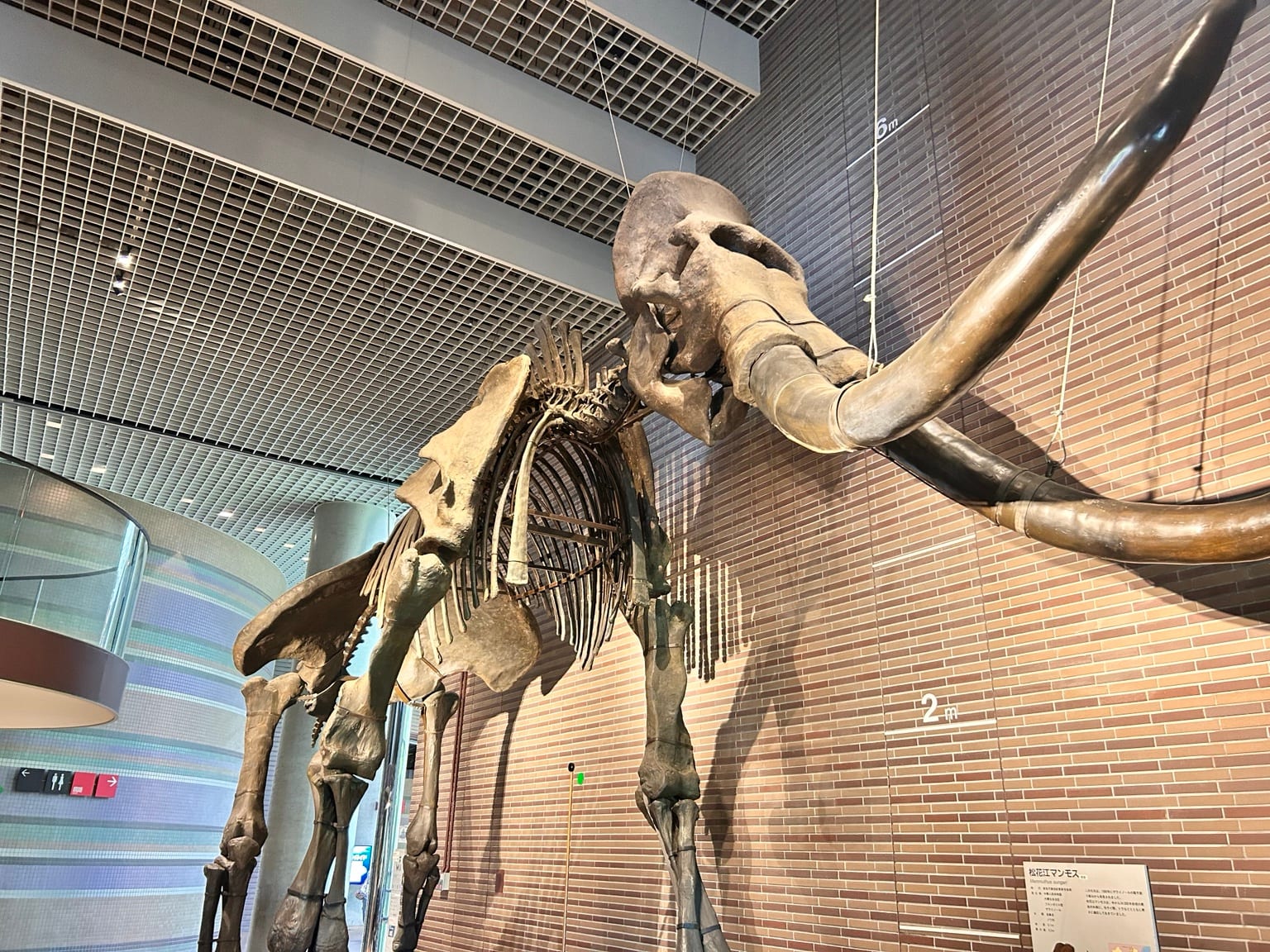 大きな牙が印象的なマンモスの骨格展示