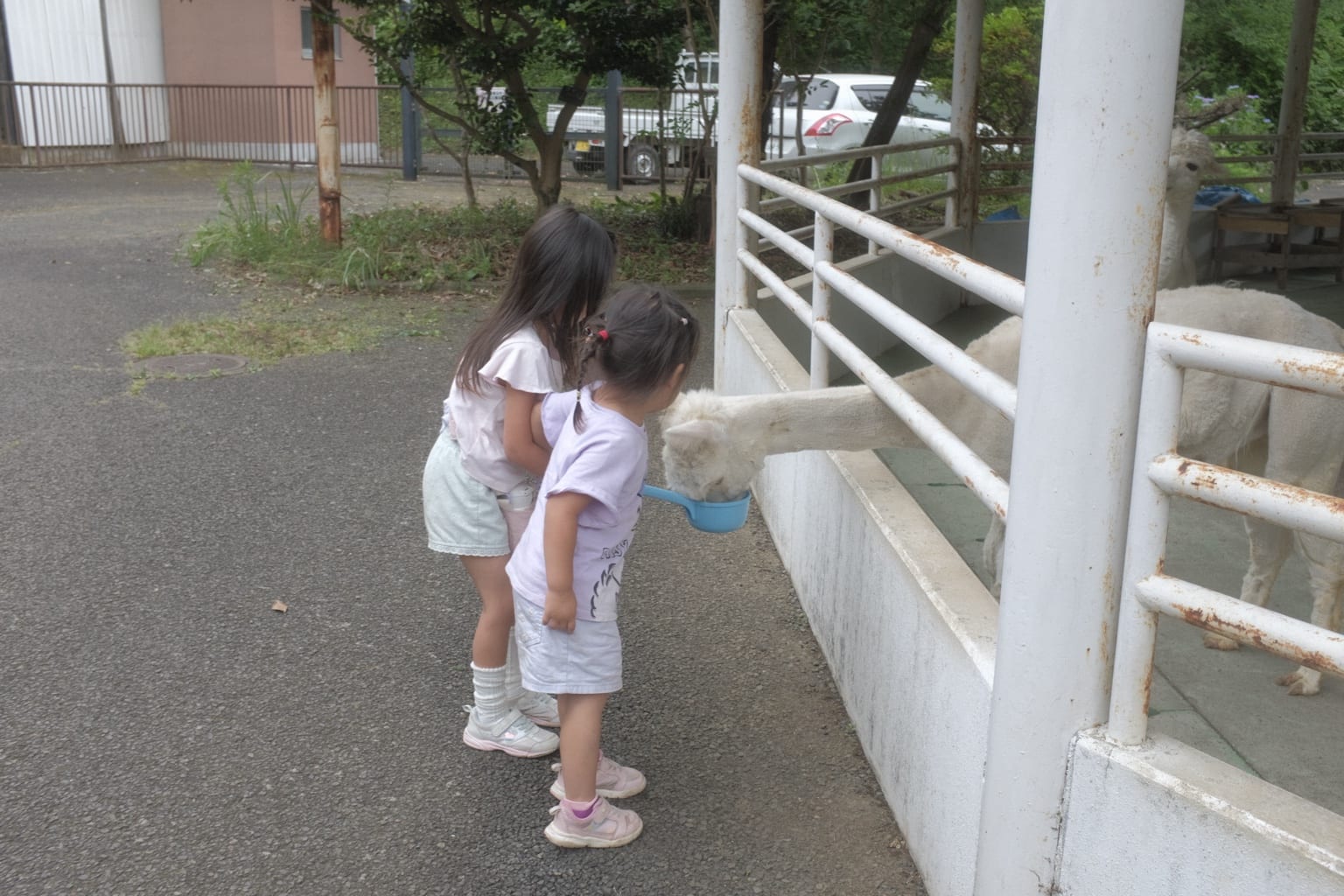 RECAMP常総の小さな動物園でアルパカにエサをあげる子どもたち