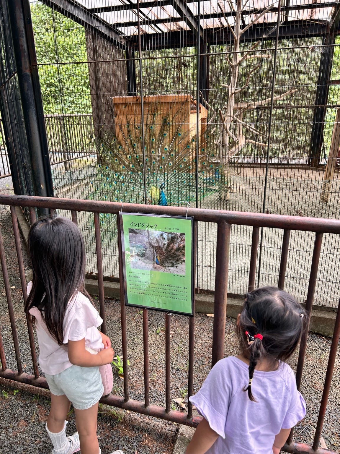 羽を広げたインドクジャクを見つめる子どもたち