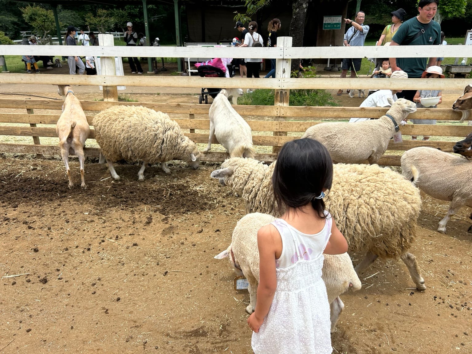 羊やヤギを近くで見る長女