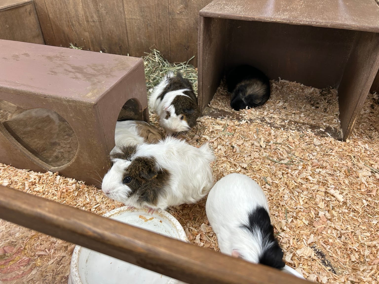 小屋の中で過ごすモルモットたち