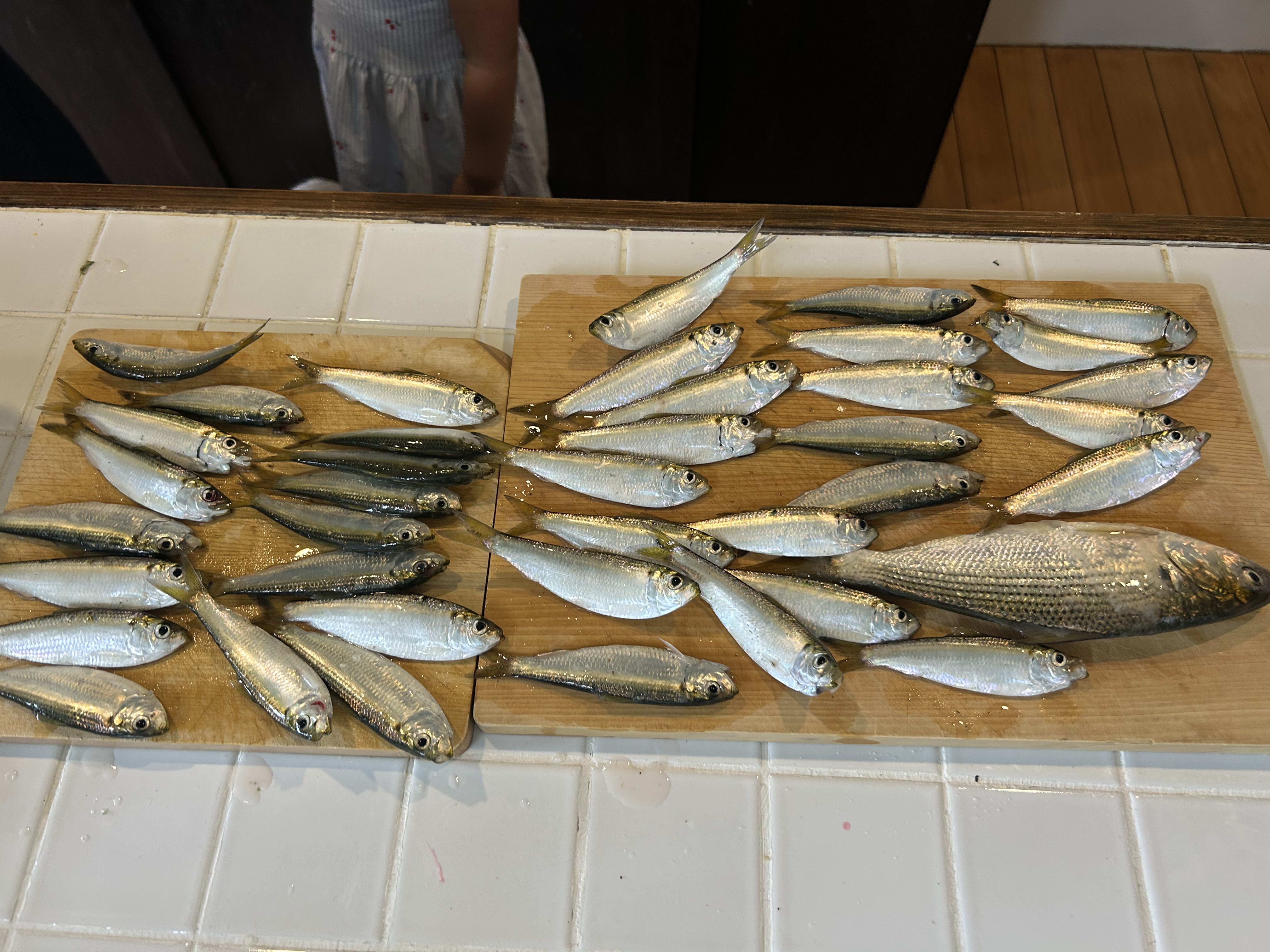 稲毛ヨットハーバーで釣れた魚たち