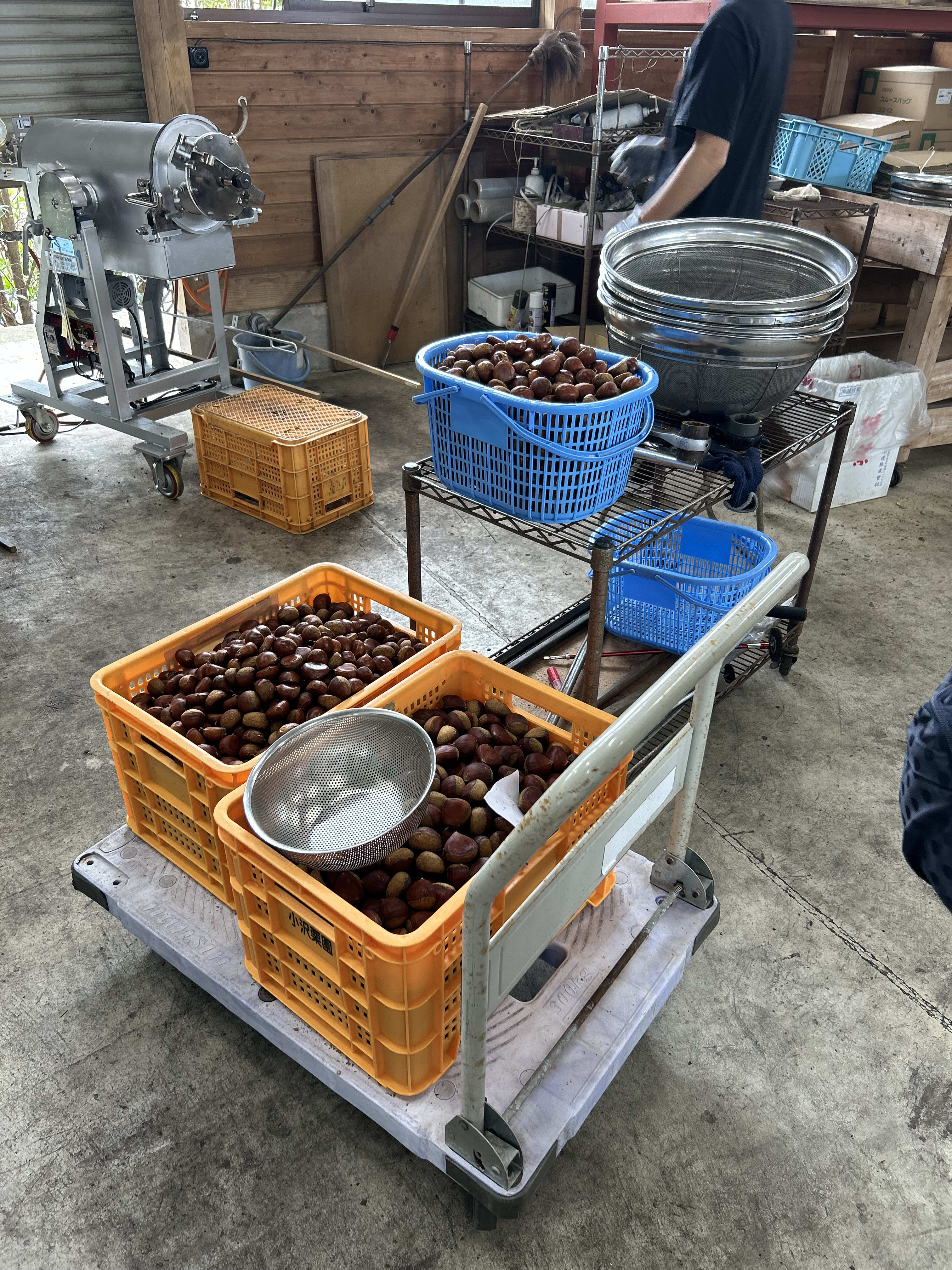 小沢栗園の作業場でかごいっぱいに用意された栗
