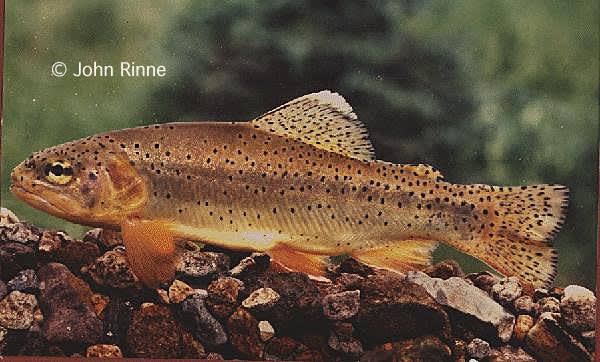 Apache trout