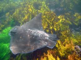 Australian bull ray